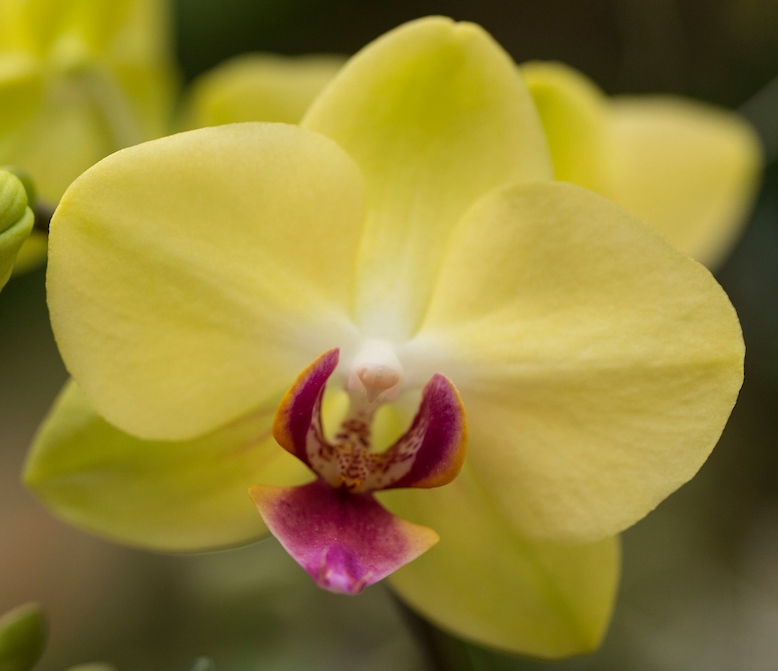 Orchid Show - Phalaenopsis Fortune Saltzman